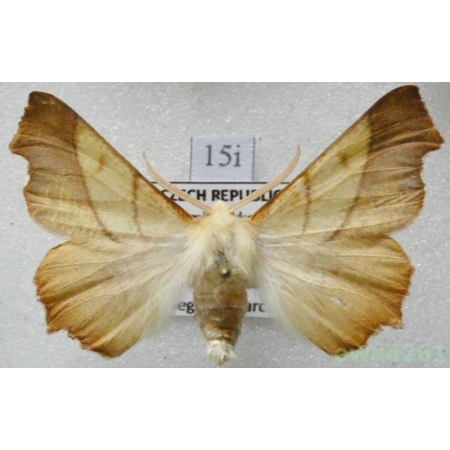 Ennomos fuscantaria (Haworth, 1809) male Czech15i